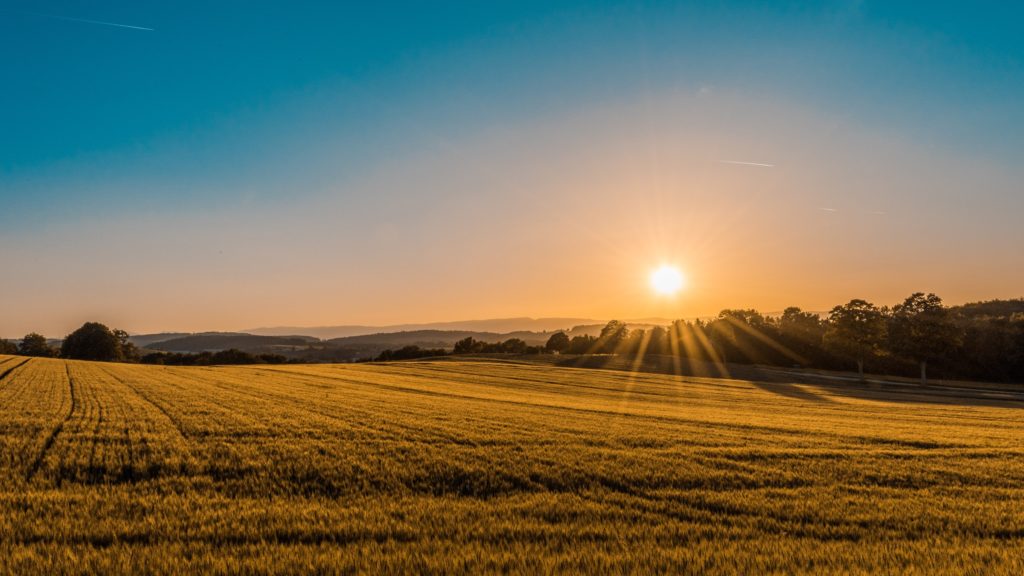 Sunset over a crop field/ CC0 Federico Respini