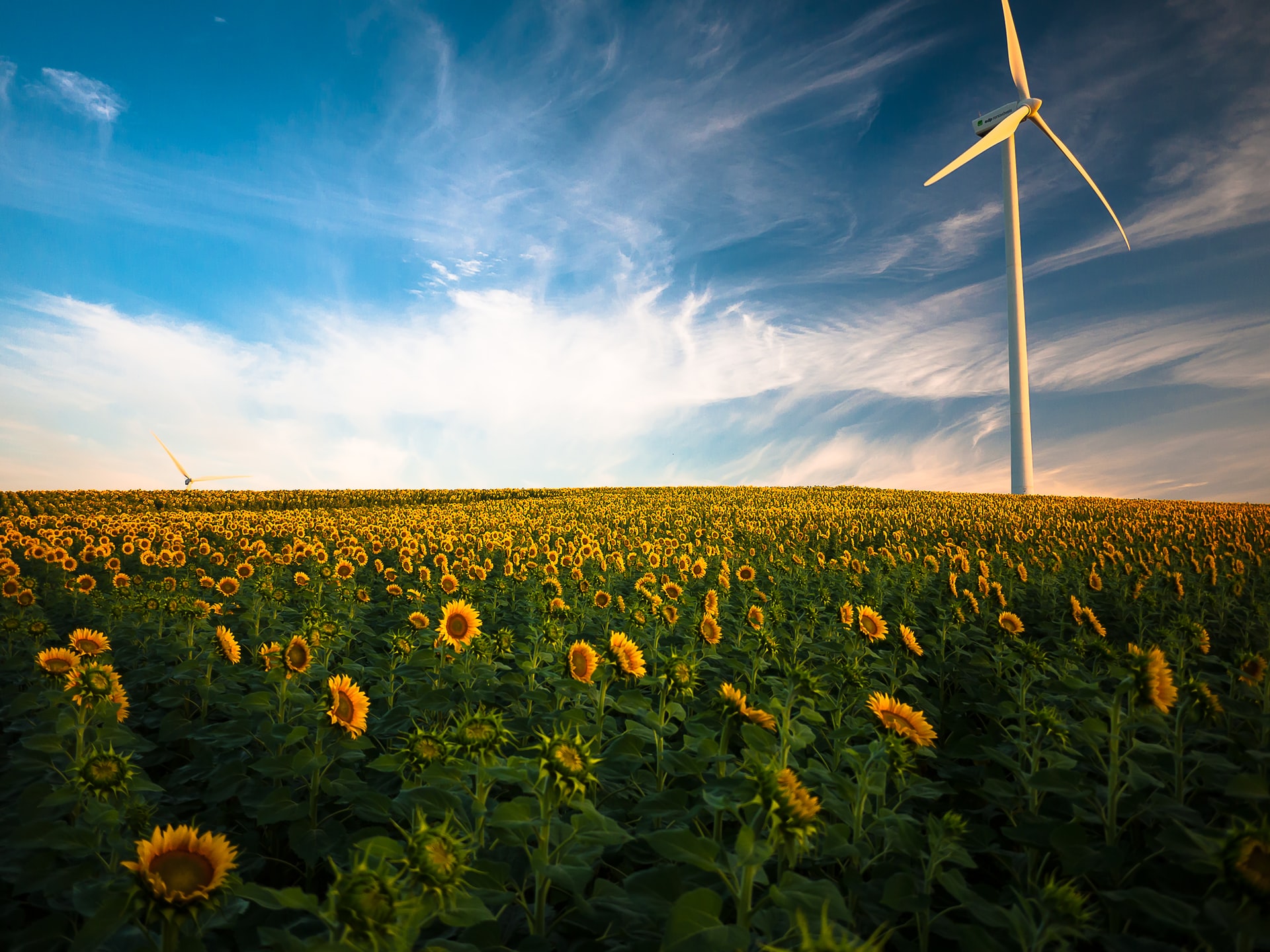 Wind turbines in sunflower field/ CC0 Gustavo Quepon