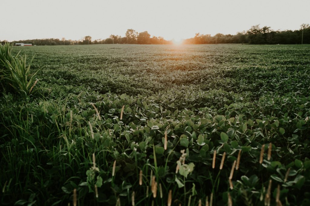 Soy field/ CC0 Meredith Petrick