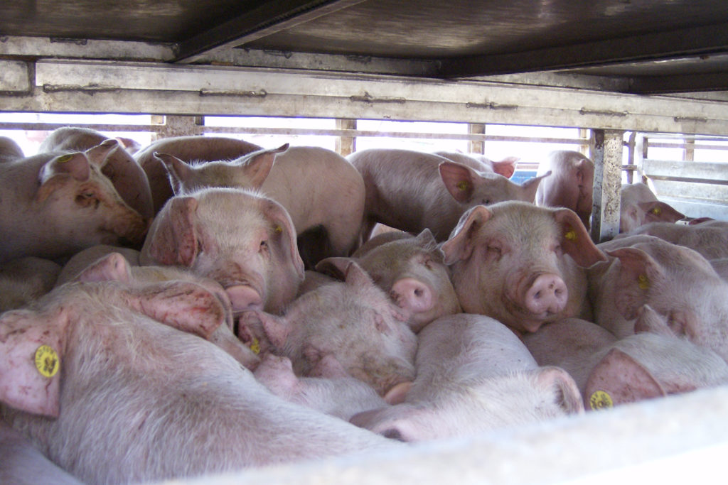 Pigs cramped in a lorry/ Izvora CC BY ASA 4.0