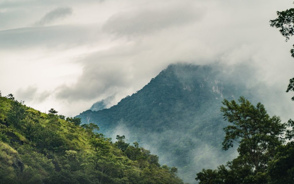 Amazon forest Brazil / CC0 patrik-carlberg