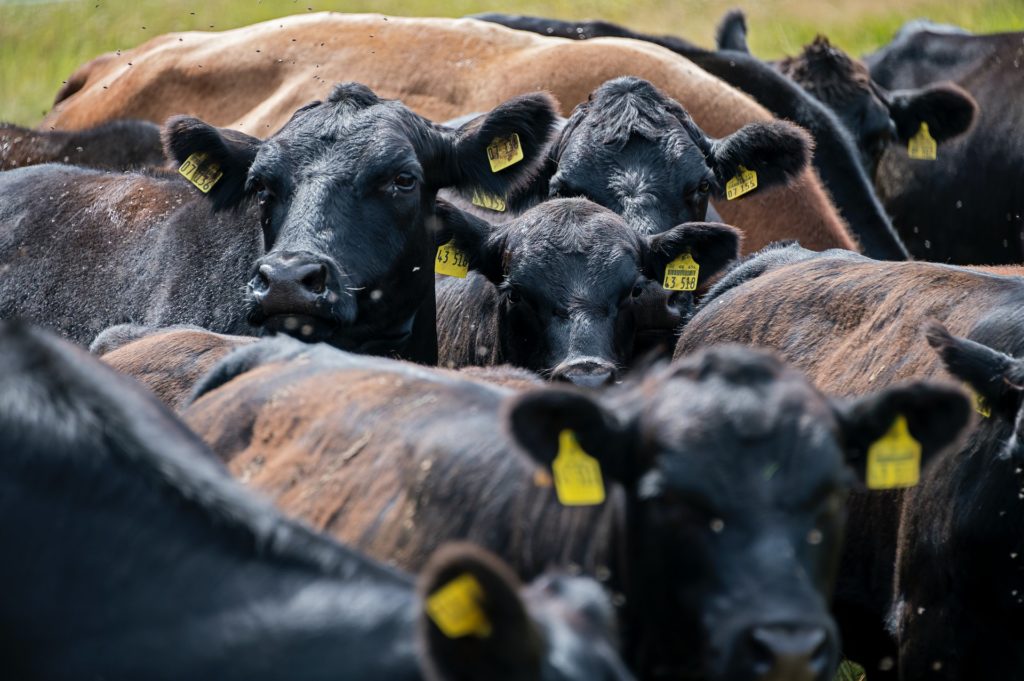 Black and brown cows in a field/ CC0 etienne-girardet