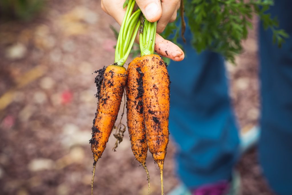 Carrots/ CC0 markus-spiske