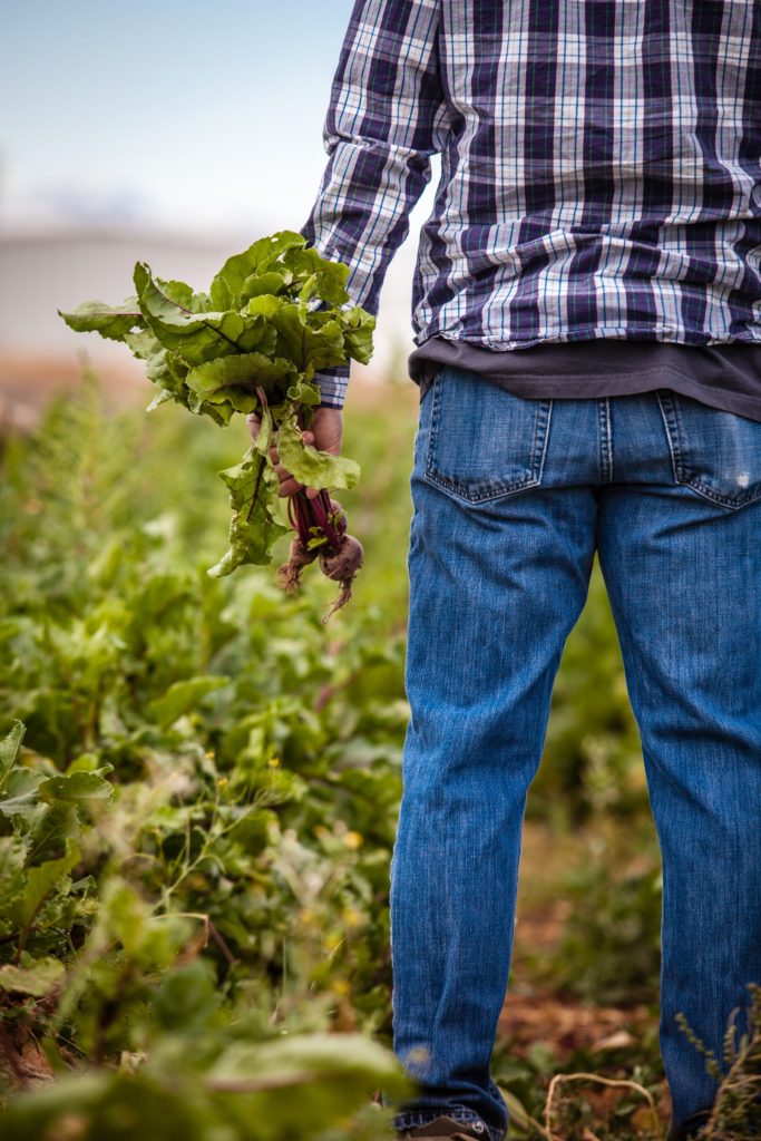 Man holding beetroots/ CC0 heather-gill