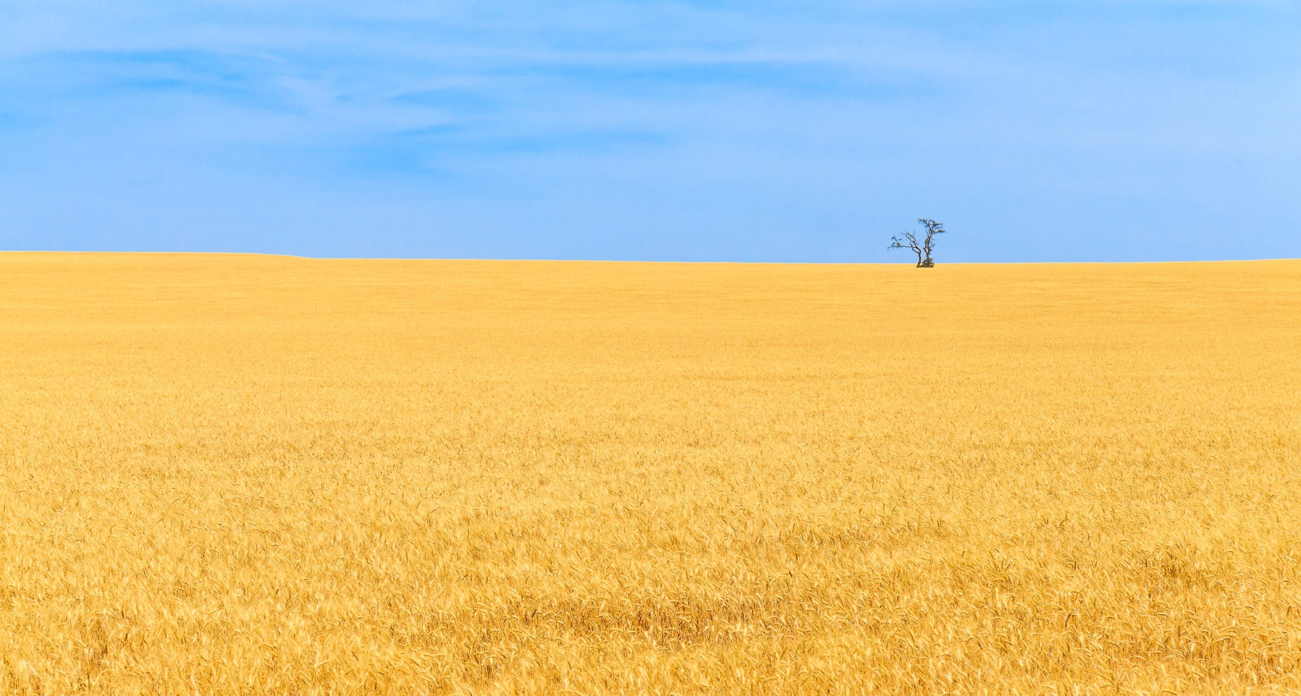 Wheat field in Antequera, Spain