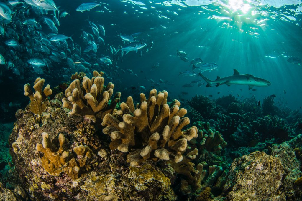 Seascape with corals / Unsplash