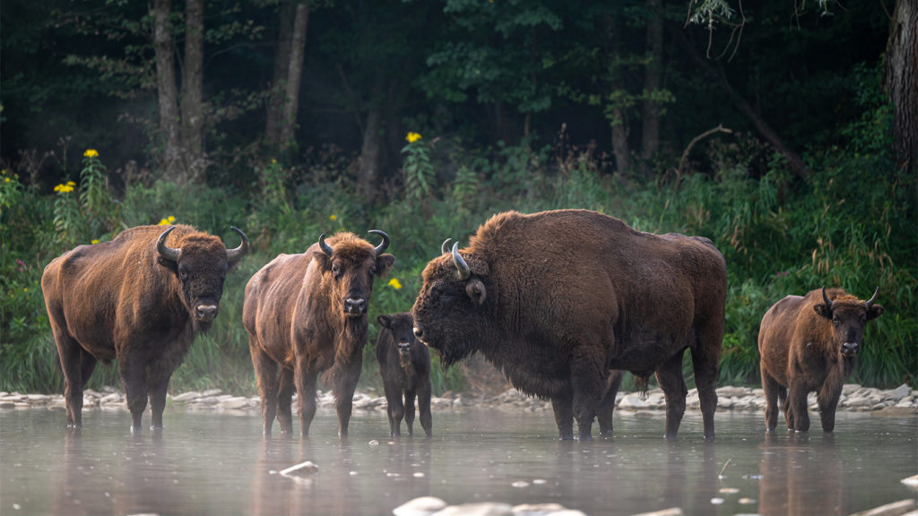 European Bison, Wisent, Bison bonasus. Bieszczady, Carpathians, Poland / EU nature restoration law / © iStock Photo