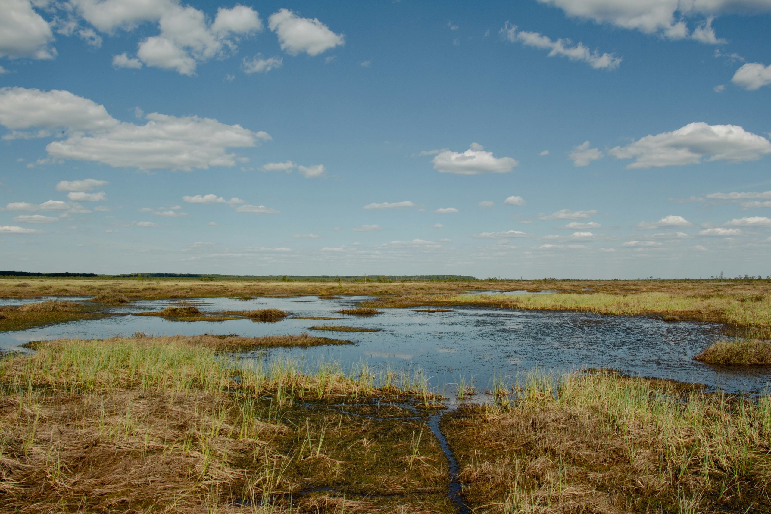 Wetlands ©valeria-klys